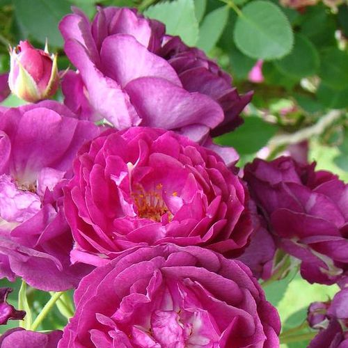 Csokros - Rózsa - Rosengarten Zweibrücken - Online rózsa vásárlás
